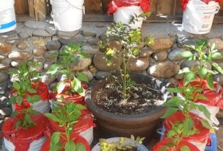 Self-Watering Planters: DIY Containers to Combat Drought